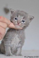/album/jeen-seng-de-la-passion-daden/jee-n-seng-3-weeks-jpg/